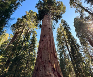 General Sherman – okaz mamutowca olbrzymiego rosnący w Parku Narodowym Sekwoi w górach Sierra Nevada