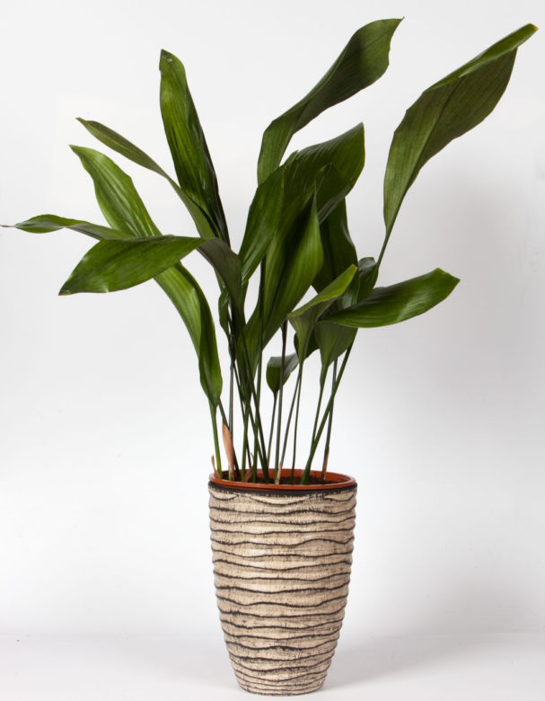 Aspidistra wyniosła