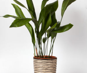 Aspidistra wyniosła