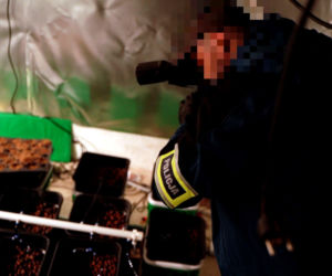 Wielki narkobiznes pod Warszawą. Ponad 100 kilogramów narkotyków i 13 zatrzymanych