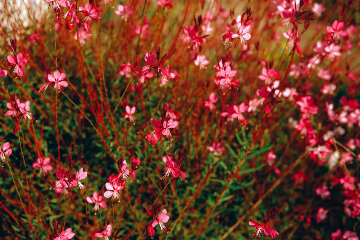 Gaura