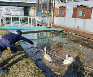Dwa piękne łabędzie utknęły w potrzasku. Interweniowała straż miejska