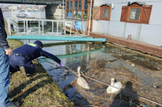 Dwa piękne łabędzie utknęły w potrzasku. Interweniowała straż miejska