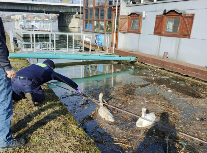 Dwa piękne łabędzie utknęły w potrzasku. Interweniowała straż miejska