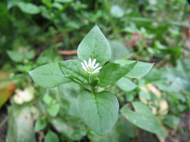 Dla wielu jest uciążliwym chwastem. Zamiast wyrywać, włącz do swojej diety!