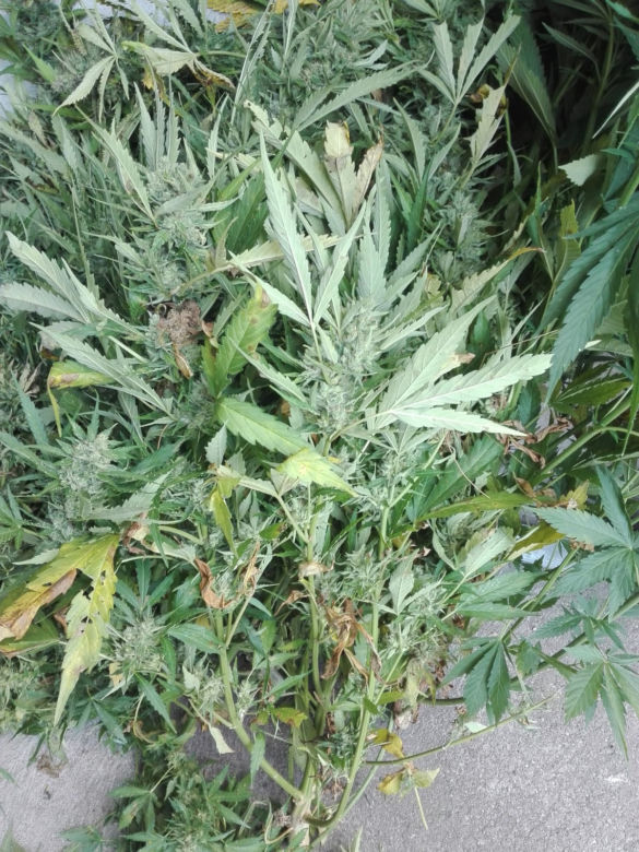 Ogromna plantacja marihuany w regionie! Policjanci zabezpieczyli ponad 430 krzewów [ZDJĘCIA]