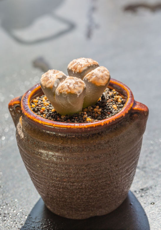 Lithops