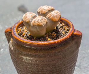 Lithops