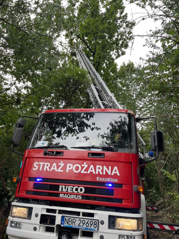 Kot utknął na drzewie. Spędził tam kilka dni. Na pomoc ruszyli strażacy [ZDJĘCIA]