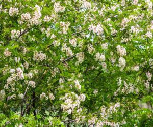 Robinia akacjowa