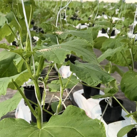 ZSCKR w Szczecinie