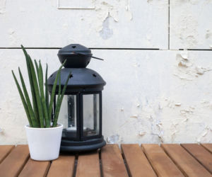 Egzotyczna piękność w twoim domu? Poznaj sansewierię cylindryczną!