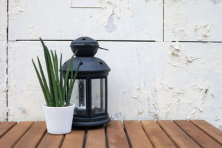 Sansevieria cylindrica wygląda jak roślina z obcej planety! Jak uprawiać w domu sansewierię cylindryczną, by zdrowo rosła?