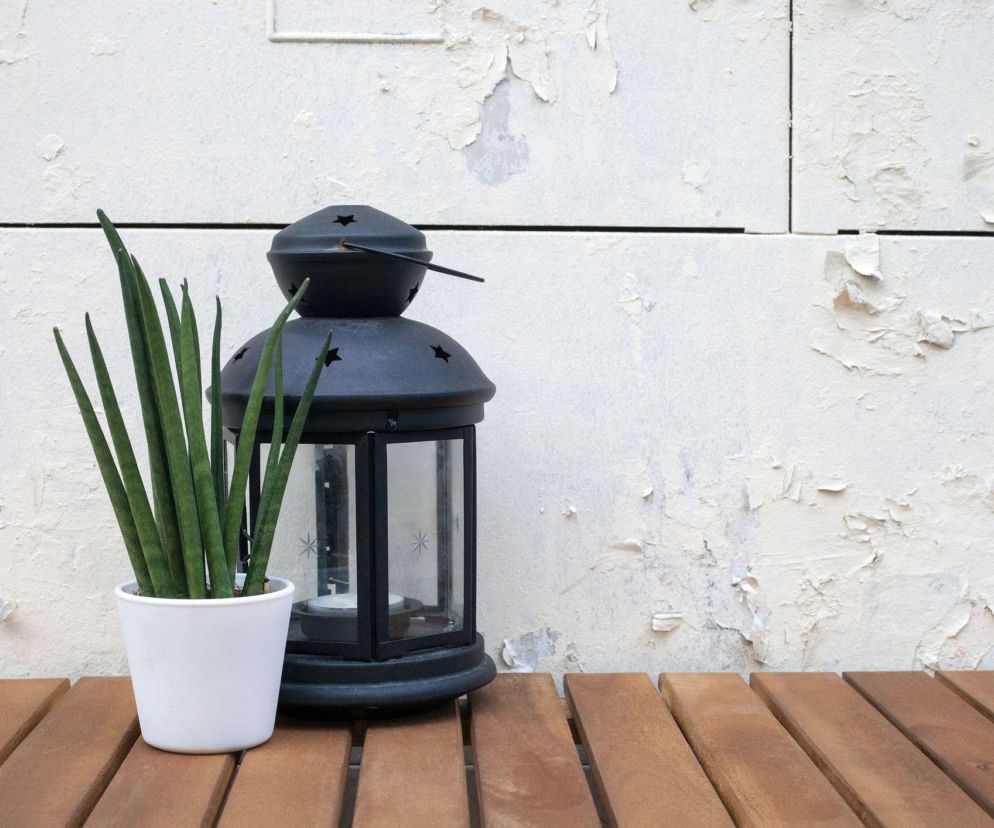 Egzotyczna piękność w twoim domu? Poznaj sansewierię cylindryczną!