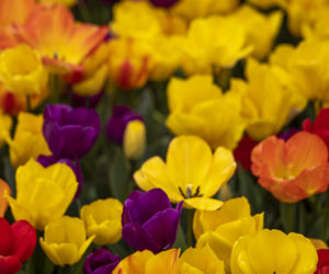 Festiwal tulipanów w Stambule - Istanbul Lale Festivali