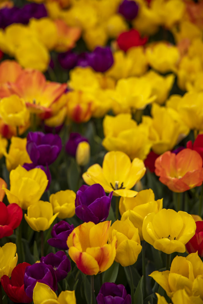 Festiwal tulipanów w Stambule - Istanbul Lale Festivali