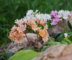 Lewizja liścieniowa (Lewisia cotyledon) 