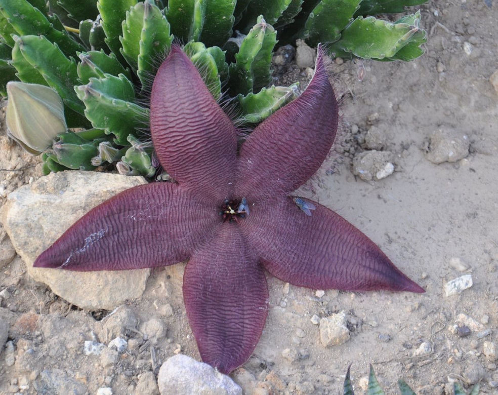 Stapelia wielkokwiatowa (Stapelia grandiflora)