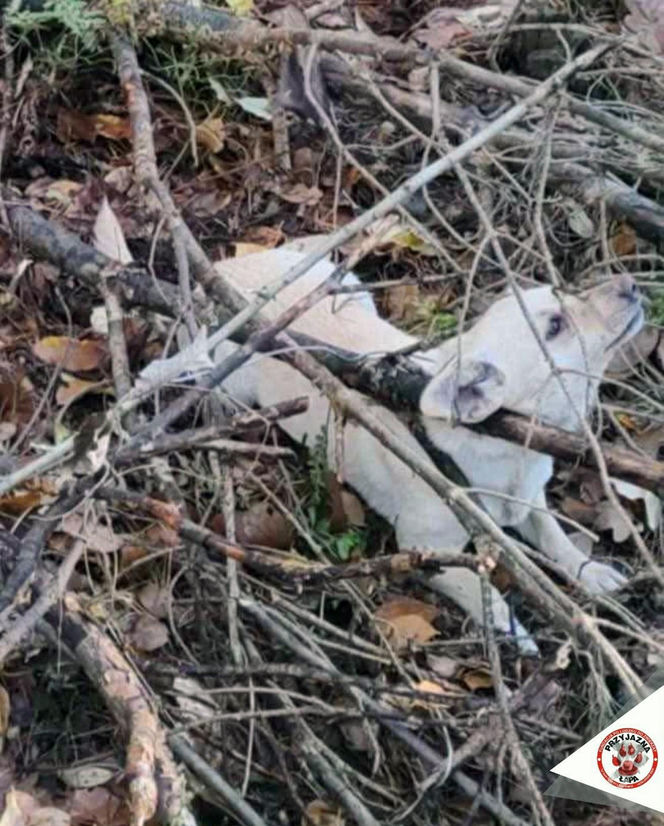 "Płakał nad tym psem". Damian zastawiał pułapki na leśną zwierzynę. Kundelek umierał w męczarniach