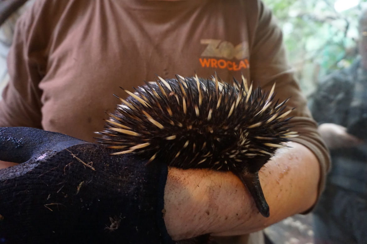 Zoo Wrocław: Kolczatka