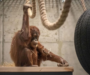 Orangutany nowymi mieszkańcami łódzkiego Orientarium