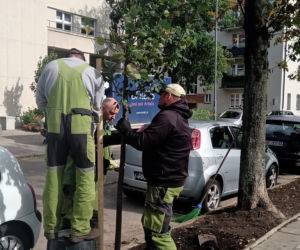  Kolejne drzewa wCOPane w Katowicach! [ZDJĘCIA, WIDEO]