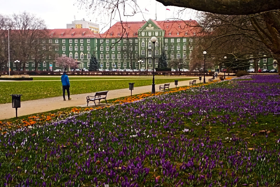 Na Jasnych Błoniach zakwitły krokusy. Niestety są deptane