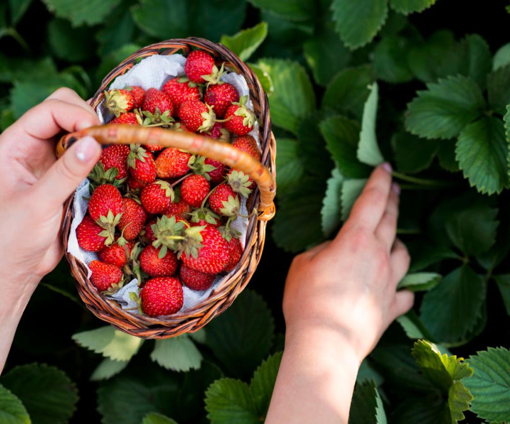 Zmieszaj z wodą i podlewaj truskawki. Różnicę w smaku owoców poczujesz natychmiast