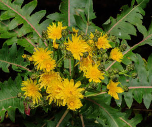 Jak pozbyć się mleczy z trawnika? Ten domowy oprysk sprawi, że znikną z twojego ogrodu