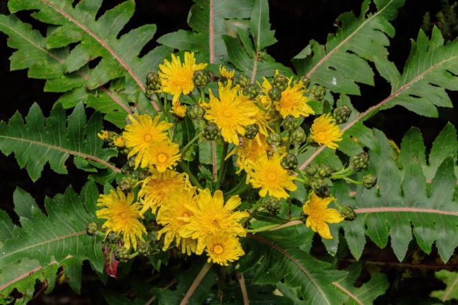 Jak pozbyć się mleczy z trawnika? Ten domowy oprysk sprawi, że znikną z twojego ogrodu