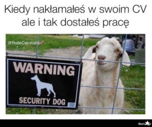 Memy o pracy