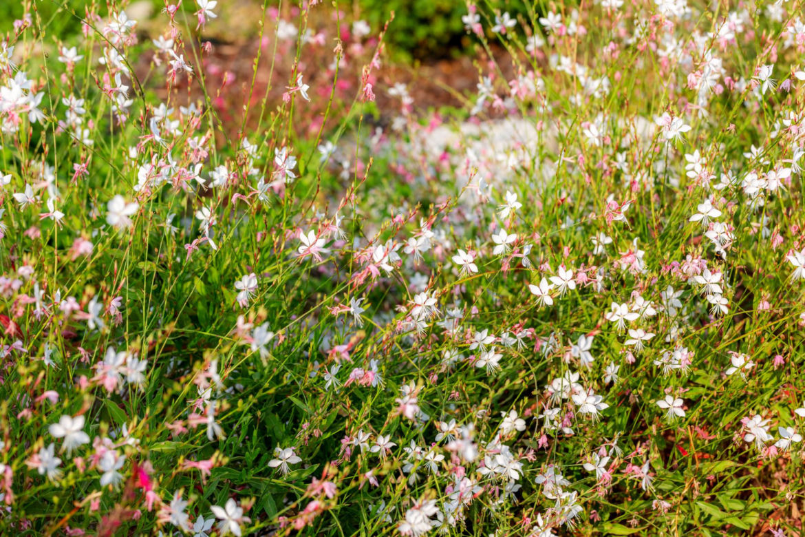 Gaura Lindheimera