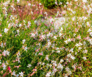 Gaura Lindheimera