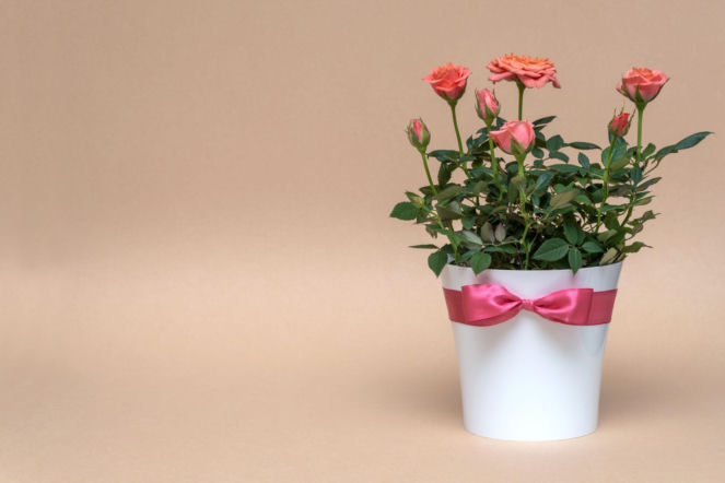 Miniaturowe róże doniczkowe