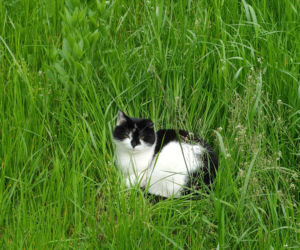 Pogoda na majówkę w Lesznie 2026