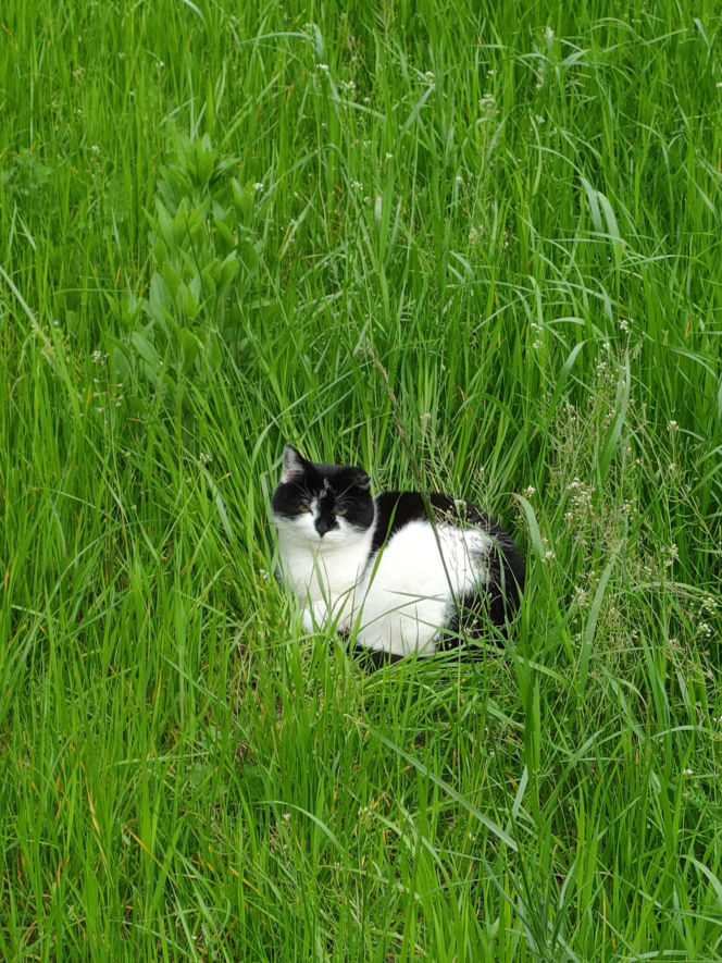 Pogoda na majówkę w Lesznie 2026