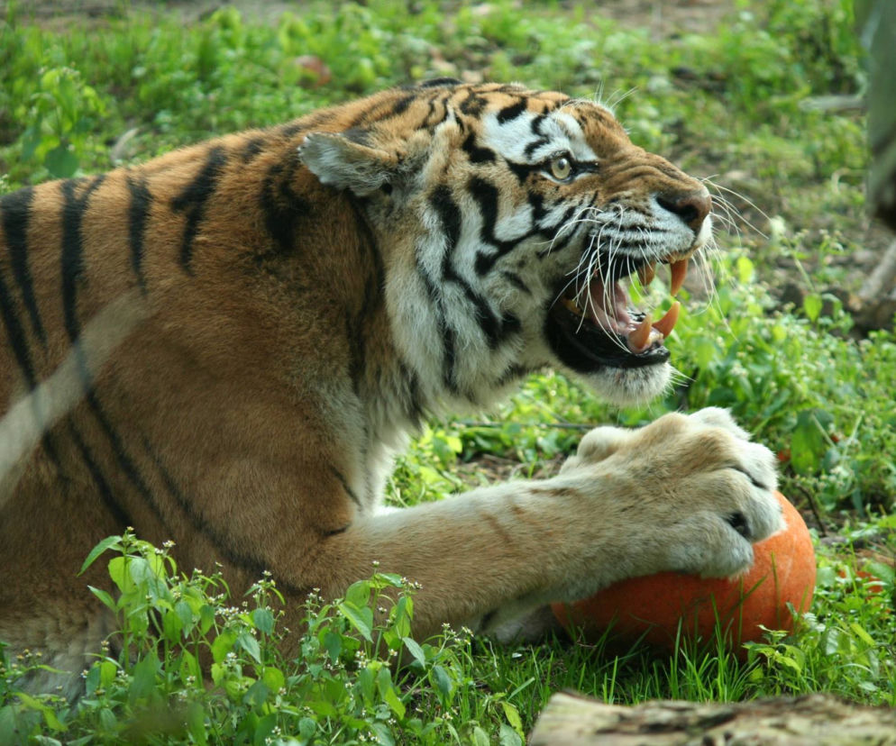 Zaatakowali tygrysy w poznańskim zoo. Zwierzęta były dźgane kijem