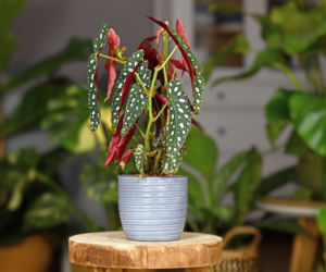 Begonia koralowa