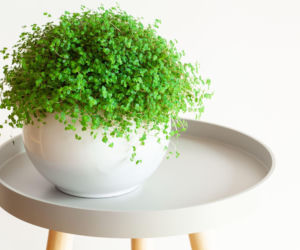 Chłopięca główka w domu - odkryj sekrety jej uprawy!