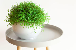 Chłopięca główka w doniczce? Odkryj tajniki uprawy soleirolii rozesłanej