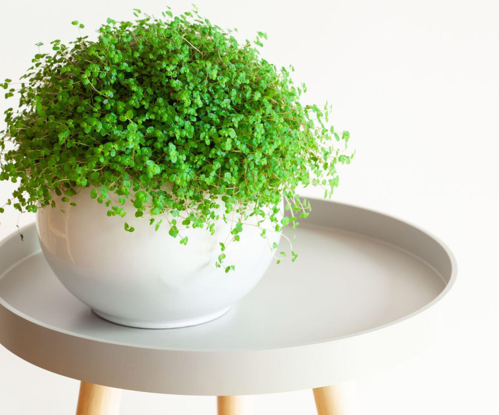 Chłopięca główka w domu - odkryj sekrety jej uprawy!