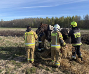Konie uwięzione w bagnie