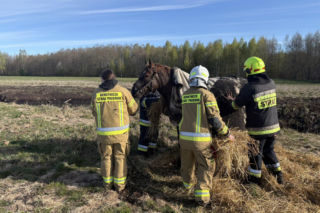 Konie uwięzione w bagnie