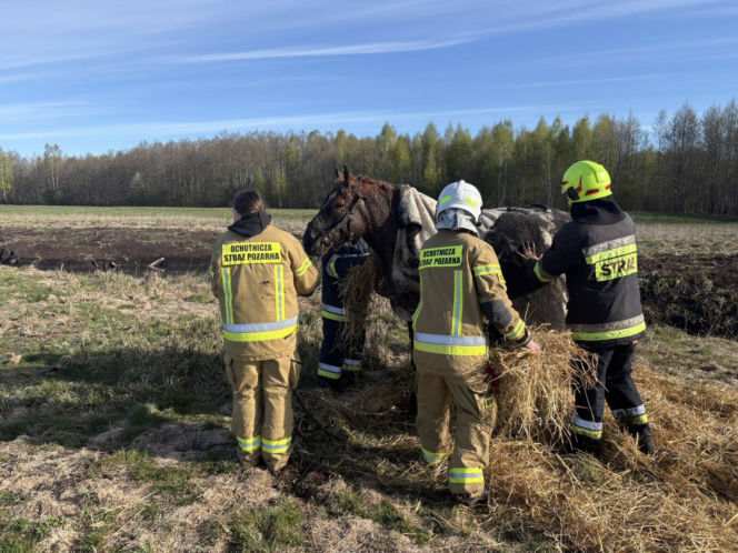 Konie uwięzione w bagnie