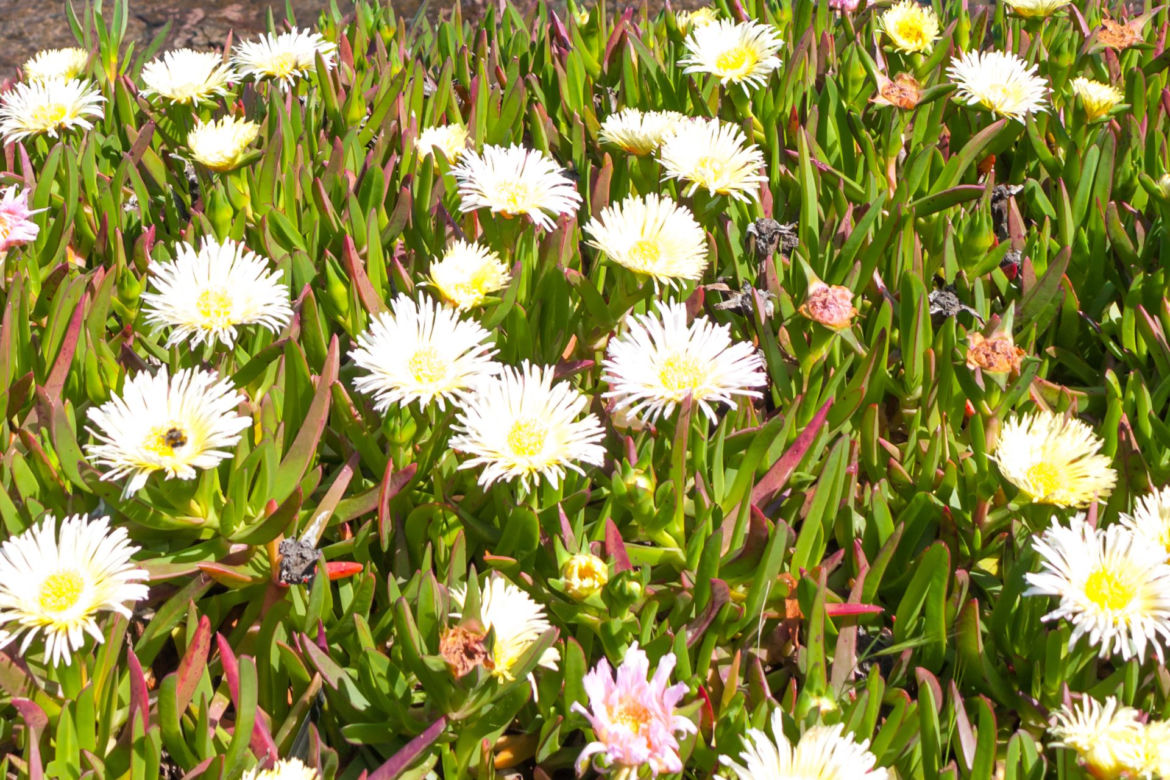 Delosperma