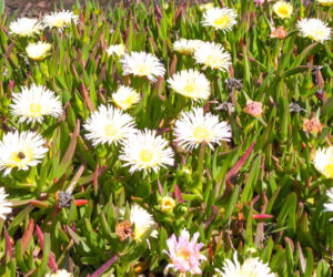 Delosperma