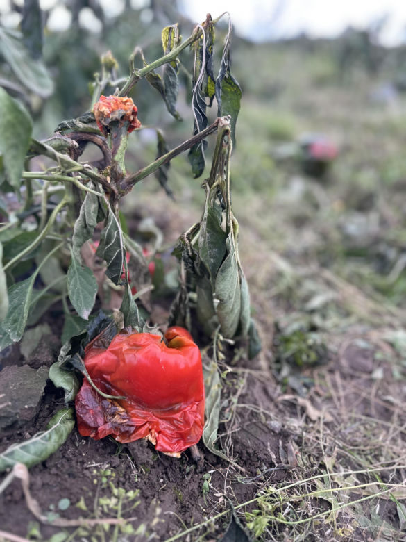 Maciej Siekiera, rolnik z Gałkowic, w szoku po akcji. 60 ton papryki rozdane, gdy zbiór był nieopłacalny.