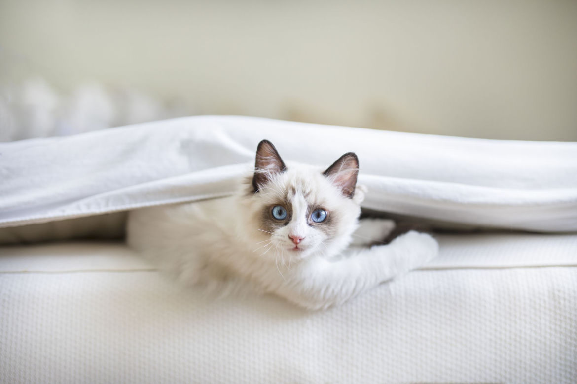 Kot ragdoll
