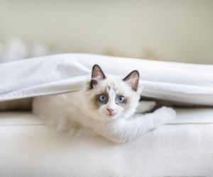 Kot ragdoll