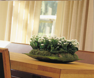 Kalanchoe o białych kwiatach